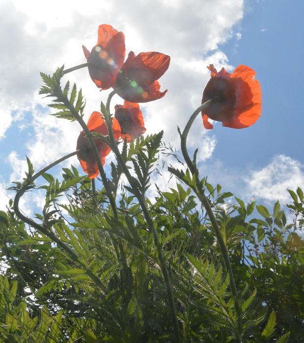 poppies grow along the streets of Juneau
